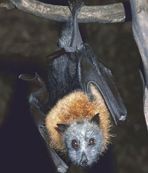 Taxonomía de los murciélagos